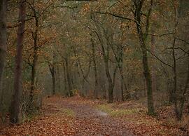 Comfort Stay With Sauna