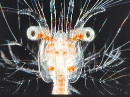 Kommodig Utkiek Modern Retreat