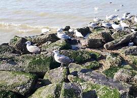 Villa in Koksijde Near the Sea