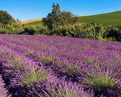 Casina di Gorgona Comfortable Holiday Residence