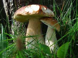 Attractive Apartment in Haidmuhle