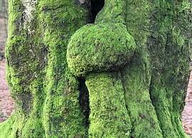 Nature Escape w/ Garden