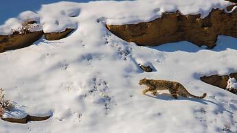 Snowleopard Cottage - Tsomoriri Lake