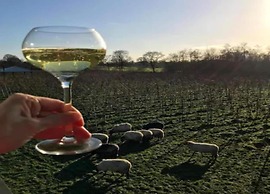 Glamping in Friesland With Friends