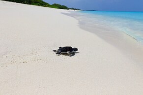 Blue Coral Vashafaru