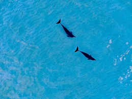 Blue Coral Vashafaru