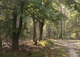 Calming Hideaway in Veluwe