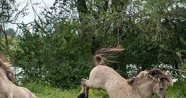 Northern Lights Modern Retreat