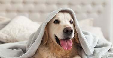 Northern Lights Modern Retreat