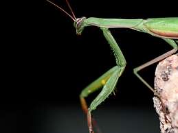 Vakantiewoning in Zwarte Woud