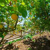 Villa Ambra in Massa Lubrense