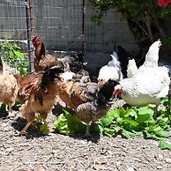 Ibiscus Cottage in Paradisi Near the Beach
