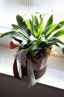 Apartments Blažević