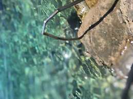 Seafront House Antonia