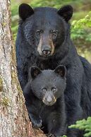 Avola Mountain Lodge