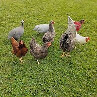 Quinta Nossa Senhora da Saúde