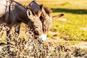 Stunning 1-bed Glamping Tent in Cleveland