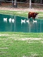 Stunning 1-bed Glamping Tent in Cleveland