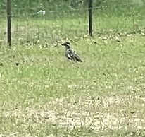 Stunning 1-bed Glamping Tent in Cleveland