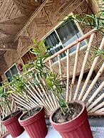 Bamboo Garden Cottages and Cafe