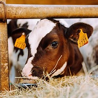 Bungalow With Garden at 5 Minutes From the Beach