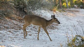 3br/3.ba With Dock, Deck/balcony and Fireplace