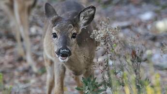 3br/3.ba With Dock, Deck/balcony and Fireplace
