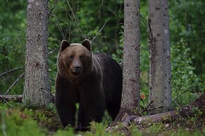 Bear Watching and Photography Hide