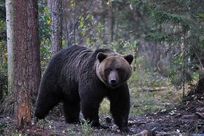 Bear Watching and Photography Hide