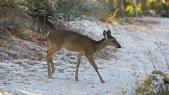 Private Pool + Golf Cart & Dog Friendly, Minutes to Beach in Miramar B