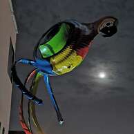 parrot house san antonio