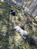 Old Pine Husky Lodge