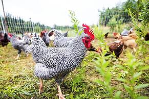 Upper Humber Settlement A FarmStay BNB