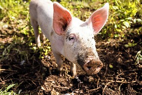 Upper Humber Settlement A FarmStay BNB