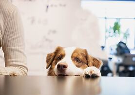 hotel anddoggy Kyoto Nijo