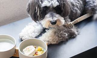 hotel anddoggy Kyoto Nijo