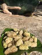 Mylopetra Four Seasons Traditional House