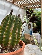 Mylopetra Four Seasons Traditional House