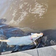 Belle Paradise - 3 3 Pool Boating Oasis of Calm