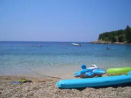 Dino - Gorgeous Garden - SA1 Zavala