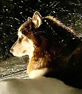 Grunberg Haus Inn & Cabins