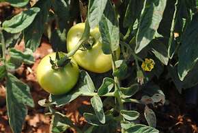 Elounda Solfez Villas