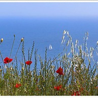 Apartment Danijela Mljet