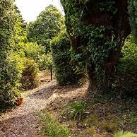 Bramblewood in Maidencombe