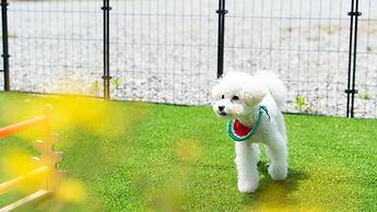 Gapyeong Chagall Spa Pension