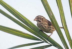 Kabale Safari Club
