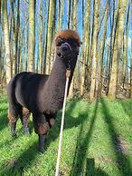 The Botanist - Luxury Cabin With Hot Tub Near York