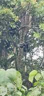 Little Monkey Camp