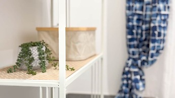 Orchidea in Chioggia