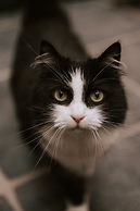 La Petite For t Antique Countryside Greenhouse